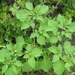 Physalis angulata Habit