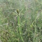 Equisetum ramosissimum ഇല