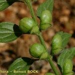 Scutellaria albida 果実