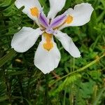 Dietes grandifloraKvět