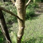 Gossypium barbadense ᱪᱷᱟᱹᱞᱤ