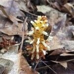 Conopholis americana Flower