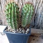 Echinocereus coccineus Fuelha