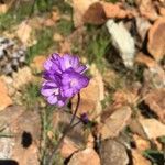 Dipterostemon capitatus Flower