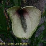 Helicodiceros muscivorus Egyéb