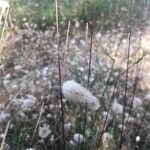 Lagurus ovatus Feuille