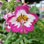 Schizanthus pinnatus 花