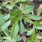 Oenothera biennis Feuille