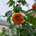 Abutilon grandifoliumᱵᱟᱦᱟ