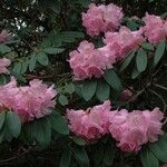 Rhododendron oreodoxa Kvet