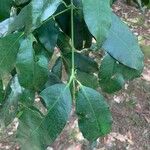 Garcinia gardneriana Leaf