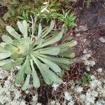 Aeonium pseudourbicum Leaf