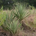 Yucca necopina Хабит