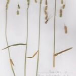 Aegilops ventricosa Libunga