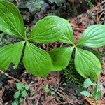 Cornus unalaschkensis Leaf