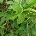 Ipomoea hederacea Φύλλο