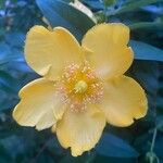 Hypericum × hidcoteenseFlor