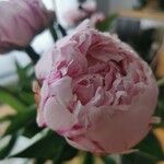 Paeonia officinalisBloem