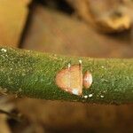 Landolphia robustior Bark
