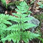 Dryopteris intermedia Hoja
