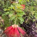 Calliandra californica Flower