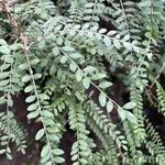 Sophora microphylla Hoja