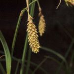 Carex spectabilis Fruto