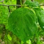 Crataegus mollis Leaf