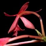 Epidendrum baumannianum 花