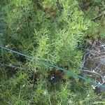 Artemisia alba Libunga
