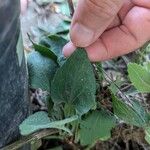 Symphyotrichum cordifoliumFolha