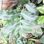 Dryopteris sieboldii Leaf