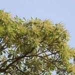 Terminalia superba Hábito