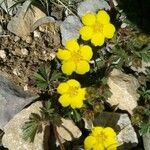 Potentilla neumanniana Hábitos