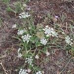 Daucus muricatus Habit