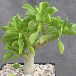 Peperomia dolabriformis Feuille