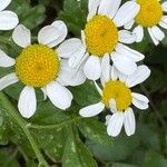 Tanacetum partheniumFleur