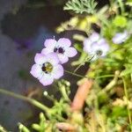 Gilia tricolor Kvet