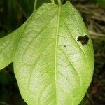 Chloropetalum denticulatum Leht