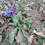 Pulmonaria longifolia 形態