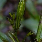 Corymborkis corymbis Fruit