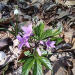 Cardamine pentaphyllos Flor