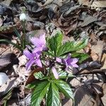 Cardamine pentaphyllos Квітка