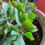 Crassula arborescensЛист