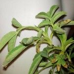 Rosa virginiana Hoja