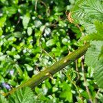 Rubus occidentalis Kabuk