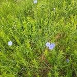 Linum austriacum Altro
