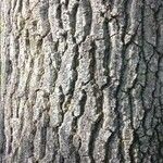 Quercus castaneifolia Bark