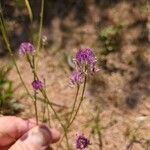 Polygala longicaulis Λουλούδι