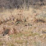 Welwitschia mirabilis Blatt